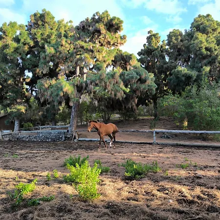 Buen Paso * Icod De Los Vinos