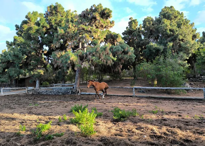 Buen Paso * Icod De Los Vinos